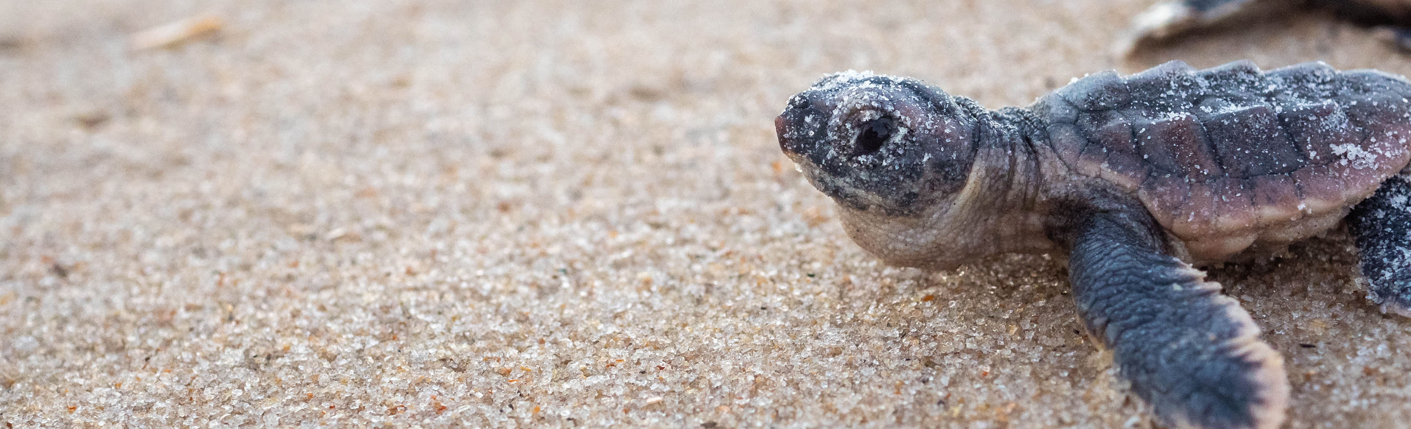 loggerhead sea turtle hatching on a beach