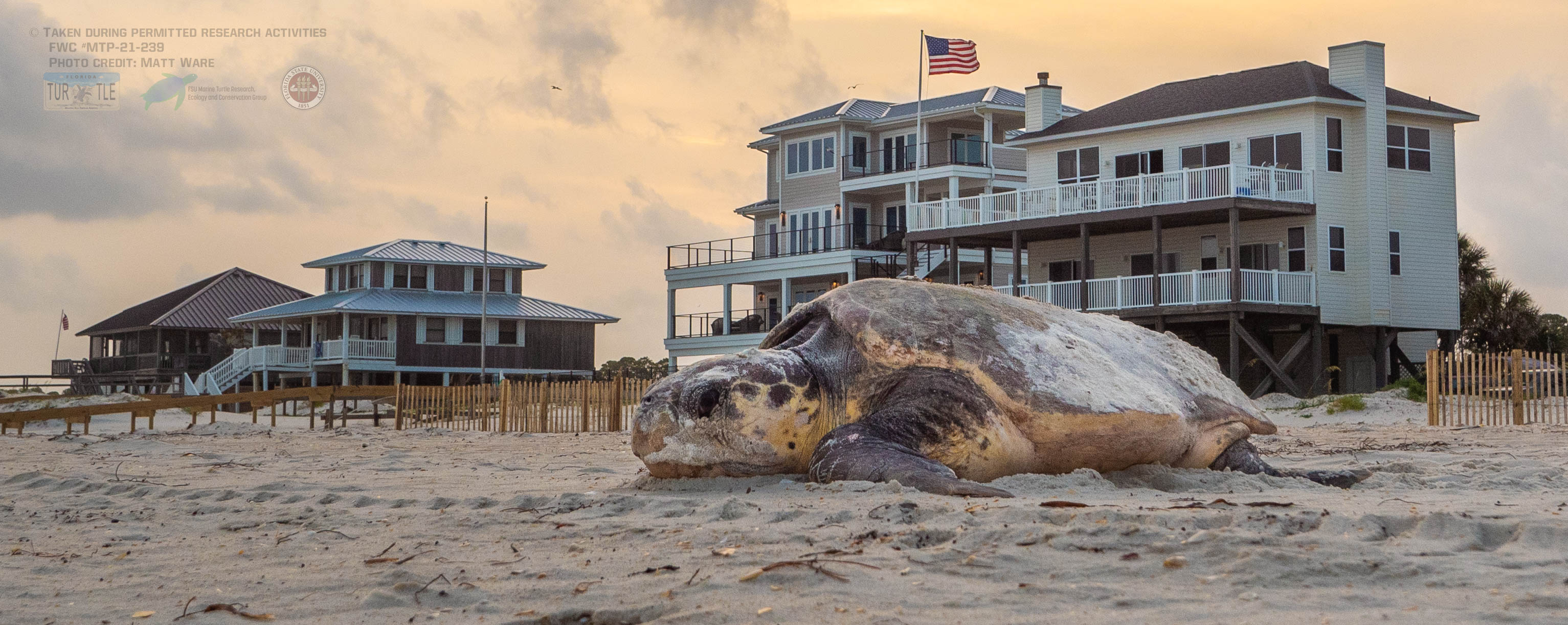 A loggerhead sea turtle crawling along the beach in front of multiple houses